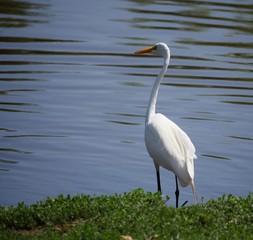 White egret standing by the bank of a pond facing the water