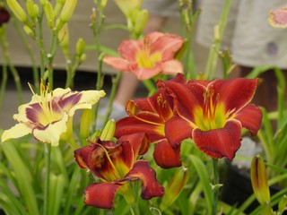 Fototapeta premium Colorful red and yellow day lilies with the green leaves blurred in the background