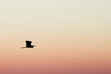 blue heron silhouette sunset sky