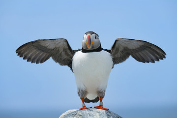 Northern Atlantic Puffin that has been banded, Machias Seal Island