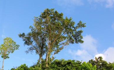Tall trees rising above the forest with blue clouds in the background