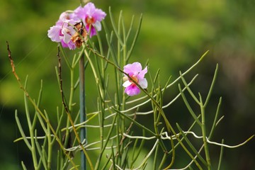 Beautiful Pink orchids with long green stems growing in the garden