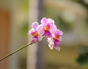 Fototapeta na wymiar Single branch of pink and purple orchids, with pale green background