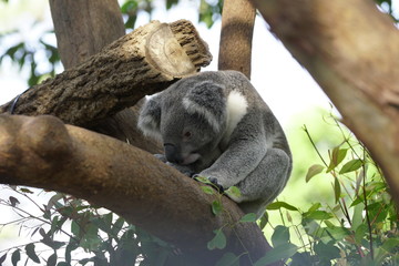 Koala on a Tree
