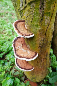 Deciduous tinder mushroom growing on a tree bark