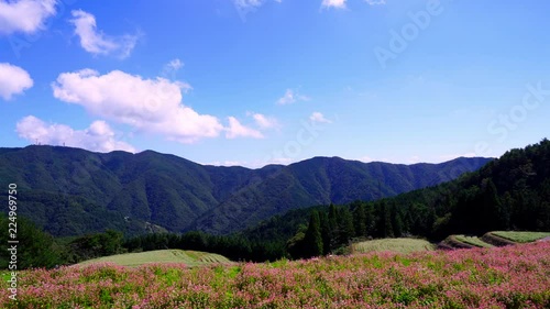 赤蕎麦の花畑 香川県まんのう町島ヶ峰ソバ畑 Wall Mural Kozo