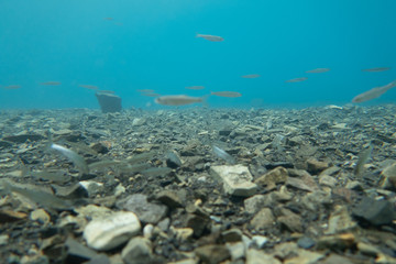 Fototapeta premium 本栖湖