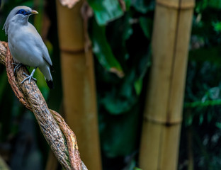 Brilliant White Plumage on a Bali Myna with a Blue Eye Patch in a Tree