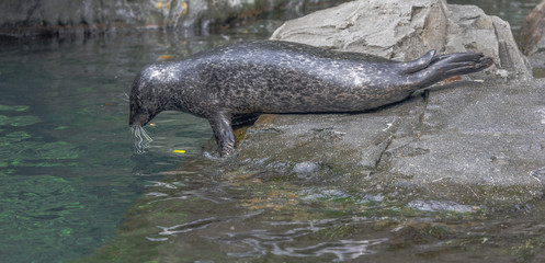 Fototapeta premium Mottled Earth Toned Fur on a Harbor Seal on Rocks