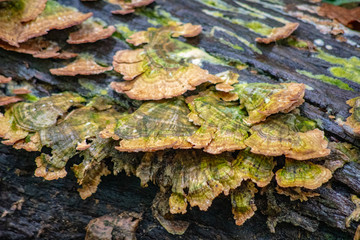 Fungus Amongus