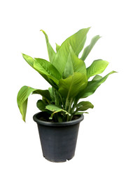 Dieffenbachia in black plastic pot isolated on white background with clipping path.