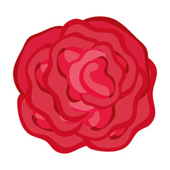 beautiful rose isolated icon