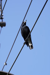 A black Bird