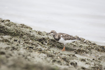 キョウジョシギ