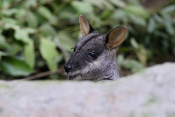 A talking Wallaby