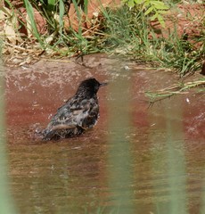 A small bird cooling off with a shower in a small pond of water 