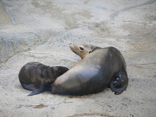 A newborn sea lion nursing from its mother on a rock