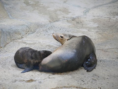 A newborn sea lion nursing from its mother on a rock
