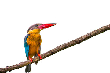 stork-billed kingfisher bird on branch on white background 
