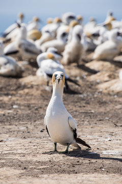 Gannet Bird at Cape Kidnappers colony in New Zealand