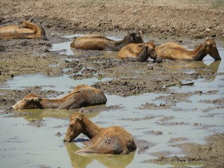 Fototapeta premium Medium close up of a herd of deer soaking in the mud to cool off on a hot day