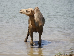 Camel standing up in muddy water and looking sideways, with water dripping down its belly