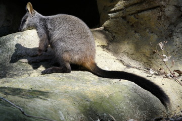Just another Wallaby