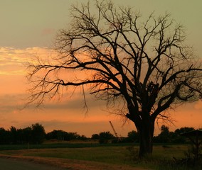  Silhouette of a leafless tree by the roadside at twilight