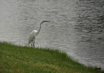 White egret standing by the side of a lake