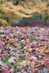 紅葉の落ち葉