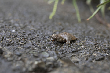ふ化直後のスッポン