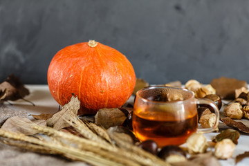 Autumn Thanksgiving Background. Pumpkin, chestnuts, cup of black tea, physalis, knitted sweater...