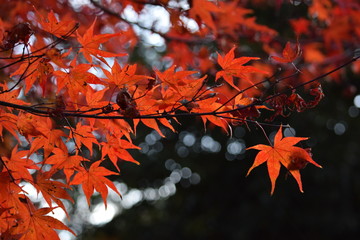 紅葉の葉