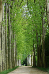 Spring in the gardens of the Palace of Versailles, Paris