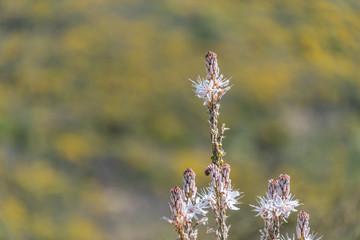 Wildflowers in the Spring on the Southern Italian Mediterranean Coast
