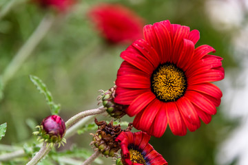 Red Daisy in the Spring on the Southern Italian Mediterranean Coast