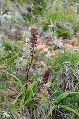 ムラサキタカネアオヤギソウ