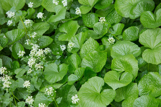 Field of Japanese Wasabi plants. Water stream flows through the Wasabi gravel beds.