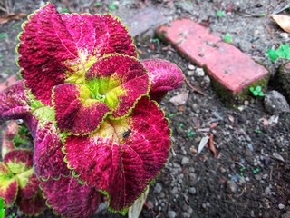  beautiful flower at Kundasang highland, Sabah, Malaysia. Close up. Selected focus.