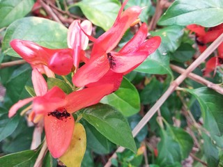  beautiful flower at Kundasang highland, Sabah, Malaysia. Close up. Selected focus.