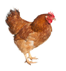 Adult brown chicken isolated on white background