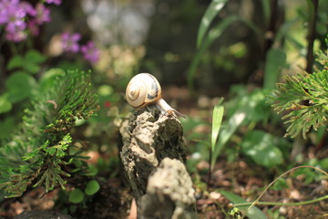 カタツムリ　Snail