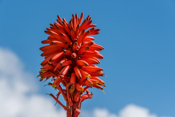 Red Aloe Vera Blossoms against a blue sky