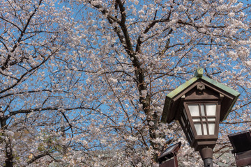 Cherry blossom at Yasukuni Shrine, Tokyo, Japan. a famous Tourist spot in Tokyo, Japan.