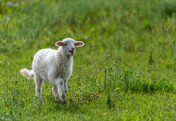Lamb in Agropoli Italy