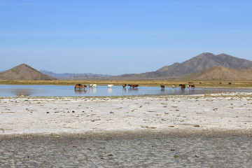 Mongolian landscape. Horses drink water in a lake. 