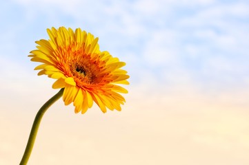 A single yellow Gerbera Daisy flower isolated on blue sky in morning background with space for text.
