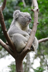 Koala Lookout Tower