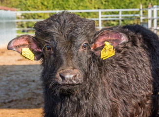 Water Buffalo at Buffalo Mozzarella Farm in Southern Italy