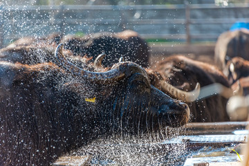 Water Buffalo at Buffalo Mozzarella Farm in Southern Italy